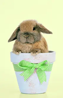 Lops: RABBIT - Dwarf lop sitting in plant pot
