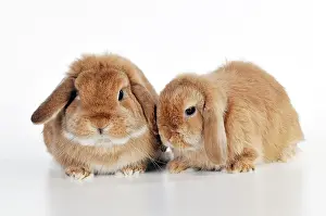 Lops: RABBIT - Dwarf lops sitting together