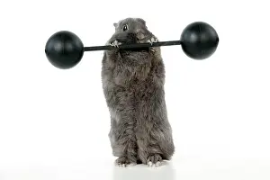 Exercising: RABBIT - Dwarf rabbit lifting weights