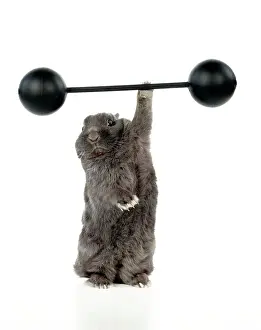 Exercising: RABBIT - Dwarf rabbit lifting weights one handed