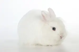 RABBIT - Dwarf (swiss) fox