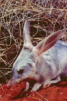 Macrotis: Rabbit-eared Bandicoot / Bilby