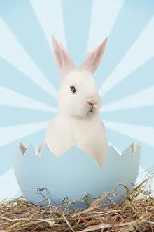 161118: Rabbit, emerging from egg shell