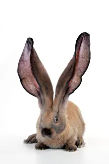 Lops: RABBIT - English lop