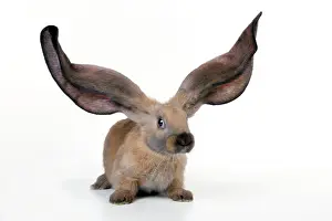 Lops: RABBIT - English lop