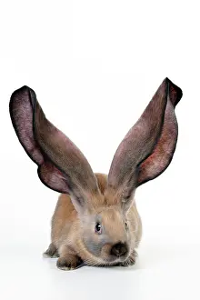 Lops: RABBIT - English lop
