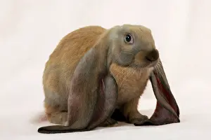 Lops: RABBIT - English lop