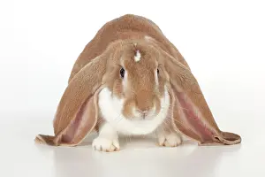 Lops: RABBIT - English lop