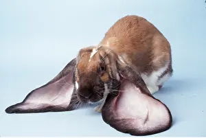 Lops: RABBIT - English Lop, Fancy