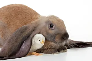 Lops: RABBIT - English lop sitting with chick