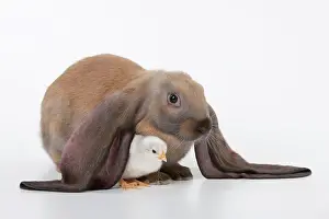 Lops: RABBIT - English lop sitting with chick