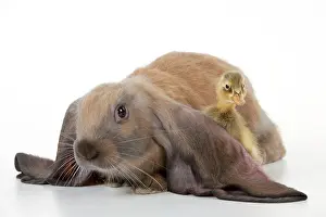 Lops: RABBIT - English lop sitting with duckling