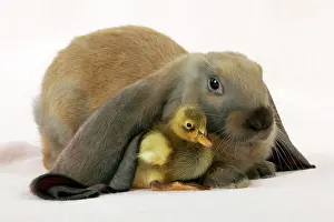 Lops: RABBIT - English lop sitting with duckling