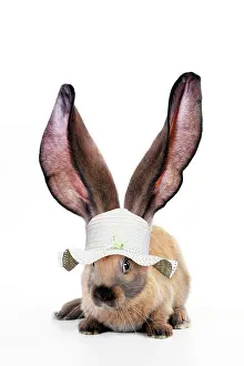 Lops: RABBIT - English lop wearing hat