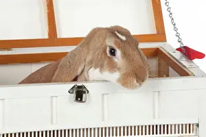 Lops: RABBIT - English lop in wooden pet carrier