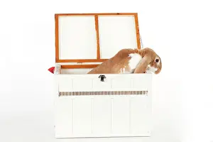 Lops: RABBIT - English lop in wooden pet carrier