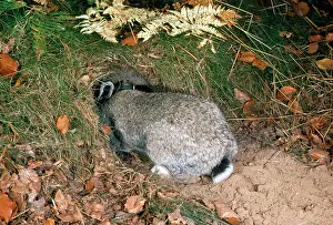 Warren: Rabbit - entering burrow