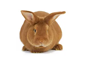Fauve: Rabbit - Fauve de bourgogne