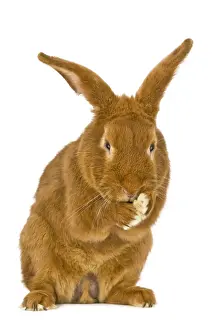 Fauve: A rabbit Fauve de Bourgogne sitting face
