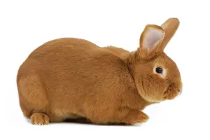 Fauve: Rabbit - Fauve de bourgogne - in studio