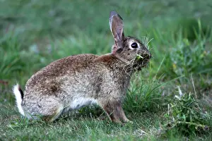 Prepare: Rabbit - Female collecting grass to prepare the nest