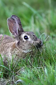 Prepare: Rabbit - Female collecting grass to prepare the nest