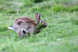 Prepare: Rabbit - Female collecting grass to prepare the nest
