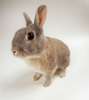 Lense: Rabbit - through a fish-eye lense