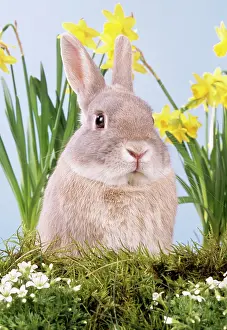 Easter: RABBIT - in flowers