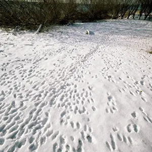 Pugmarks: Rabbit Footprints - tracks in snow