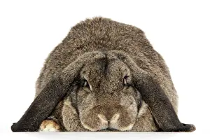 Lops: Rabbit. French lop ( agouti )