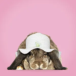 Bonnets: Rabbit. French lop ( agouti ) wearing Easter bonnet