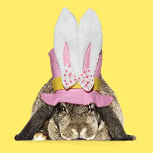 Lops: Rabbit. French lop ( agouti ) wearing Easter top hat