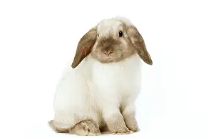 Lops: Rabbit - French Lop / Belier