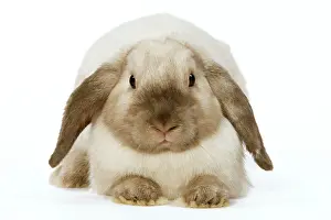 Lops: Rabbit - French Lop / Belier
