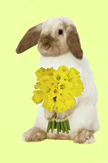 Lops: Rabbit - French Lop / Belier - with daffodils - Easter