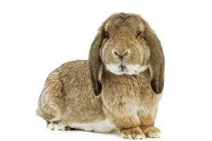 Lops: Rabbit - French Lop / Belier Francais. In studio