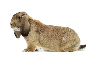 Lops: Rabbit - French Lop / Belier Francais. In studio