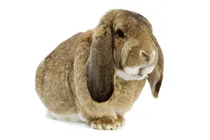 Lops: Rabbit - French Lop / Belier Francais. In studio