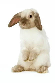 Lops: Rabbit - French Lop / Belier - on hind legs in studio
