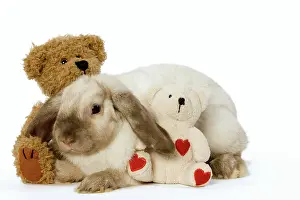 Lops: Rabbit - French Lop / Belier with teddy bears in studio
