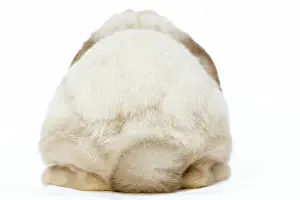 Lops: Rabbit - French Lop / Belier back view