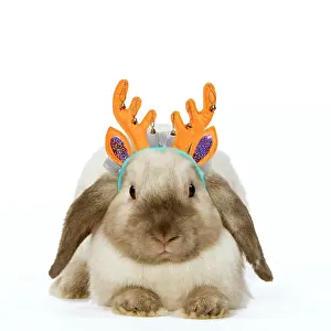 Lops: Rabbit - French Lop / Belier wearing Christmas antlers