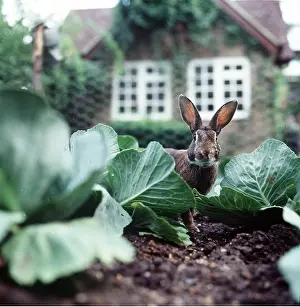 Cabbages: RABBIT - in garden, in cabbage patch