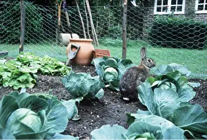 Patch: RABBIT - in garden vegetable patch