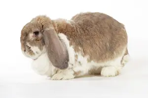 Lops: Rabbit. Giant French lop rabbit