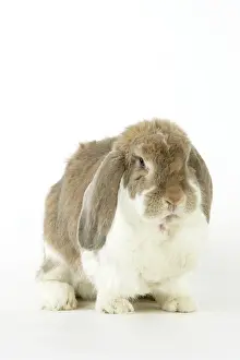 Lops: Rabbit. Giant French lop rabbit