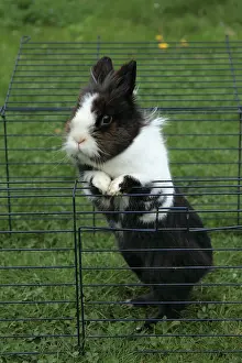 Cuniculus: Rabbit going out of a cage