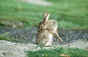 Cleaning: RABBIT - grooming itself