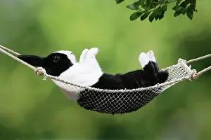 Capationable: Rabbit in a hammock at Easter